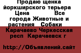 Продаю щенка йоркширского терьера  › Цена ­ 20 000 - Все города Животные и растения » Собаки   . Карачаево-Черкесская респ.,Карачаевск г.